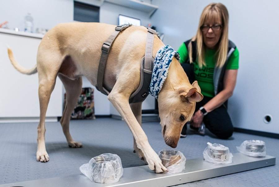 Sniffer Dogs Replacing PCR Testing At Finnish Airport?