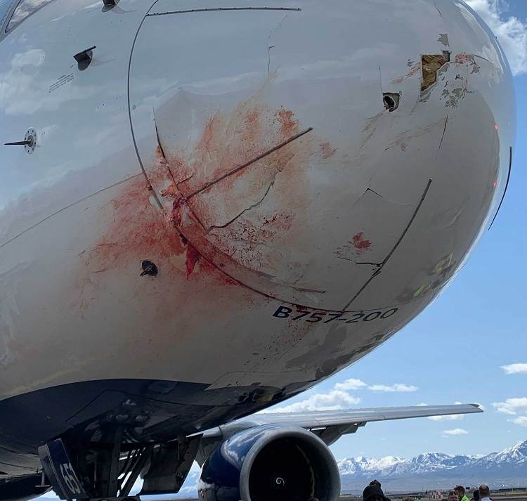 Delta 757 With Utah Jazz Basketball Team Has Bird Strike!