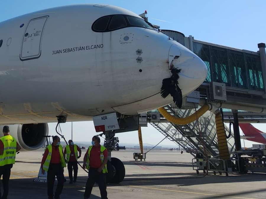 INCIDENT [Graphic]: Iberia A350 Hits Vulture