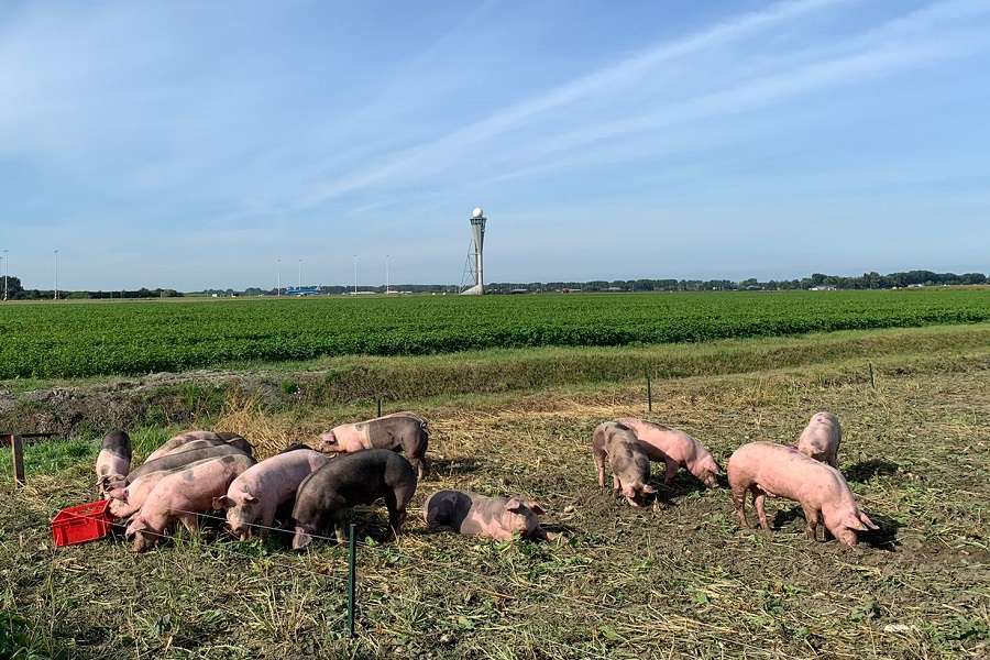 Pigs Can’t Fly, But Could They Reduce Bird Strikes?