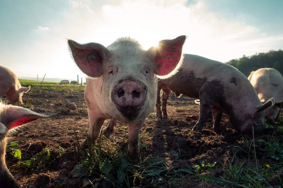 Pigs Can’t Fly, But Could They Reduce Bird Strikes?